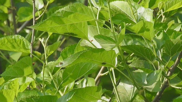 Tickell's Leaf Warbler - ML546019561