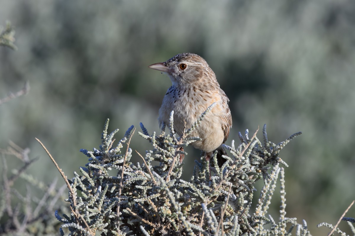 Eastern Clapper Lark - ML546023121