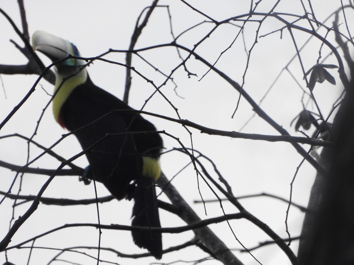 Channel-billed Toucan (Citron-throated) - ML546030061