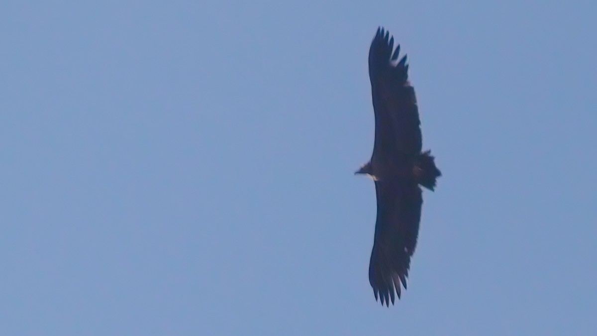Cinereous Vulture - ML546030711