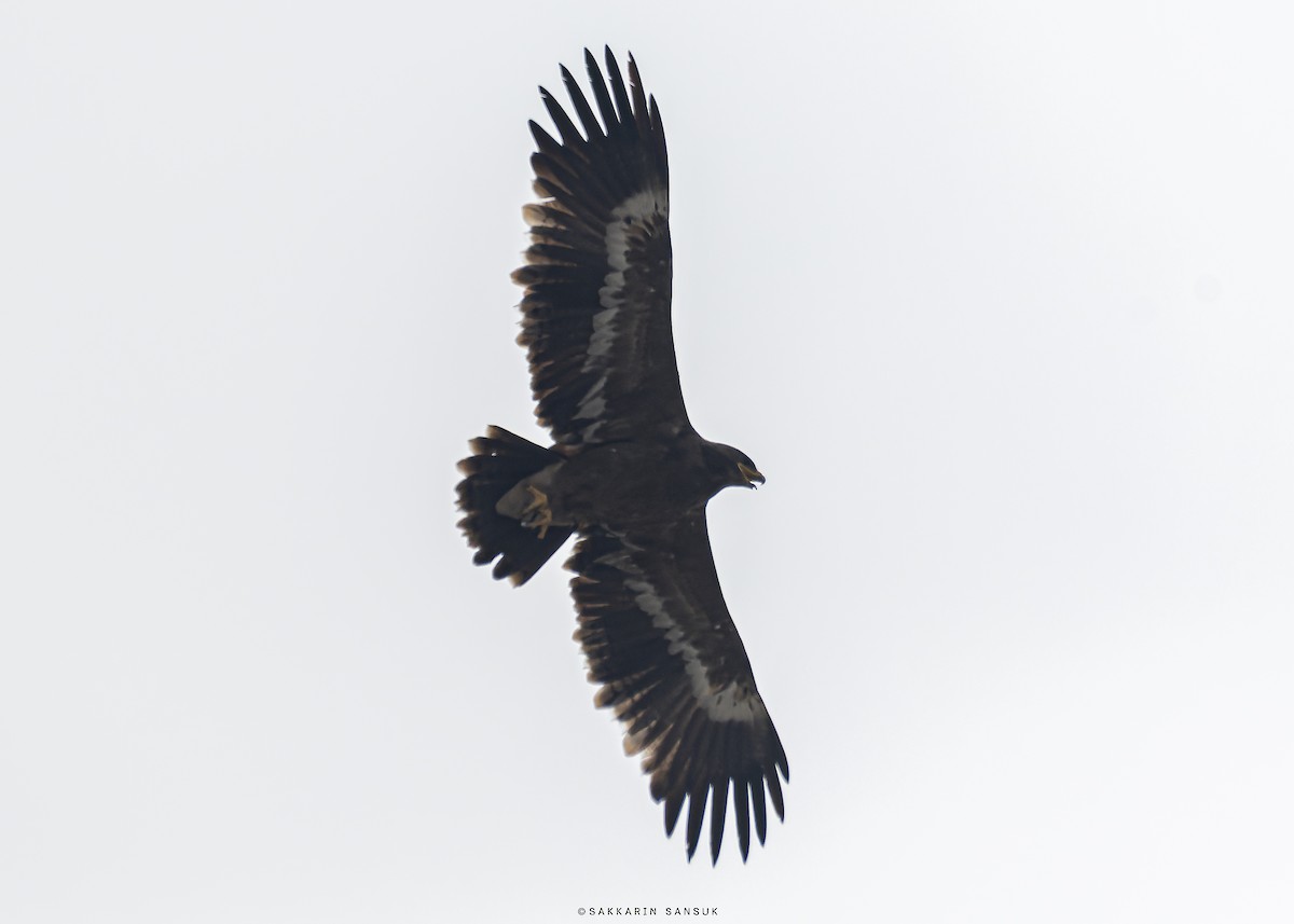 Águila Esteparia - ML546039791