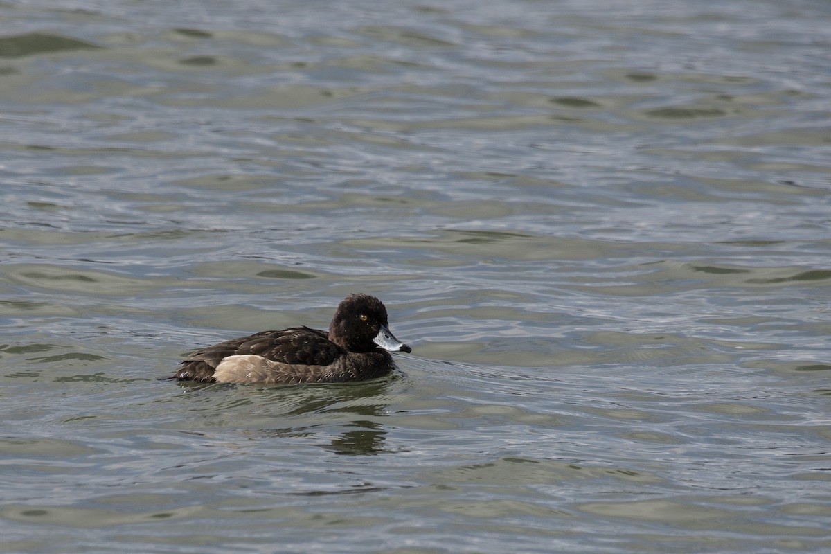 Tufted Duck - ML546040961