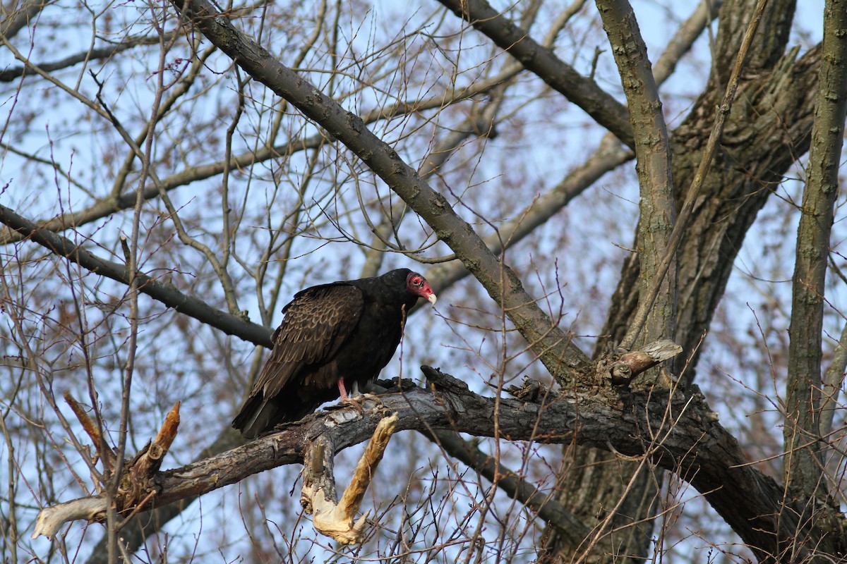 Turkey Vulture - Pierre Bergeron