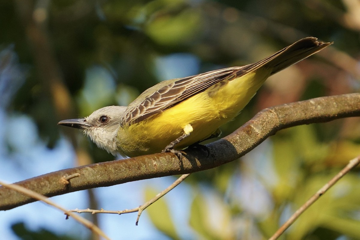 Tropical Kingbird - Cliff Halverson