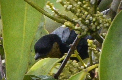 Silvery Tanager - ML546050821