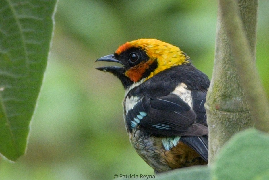 Flame-faced Tanager - ML546050881
