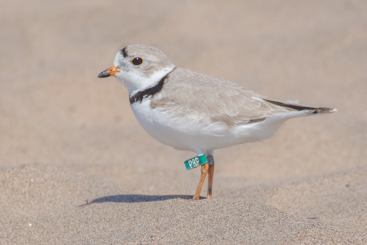 Piping Plover - ML54605291