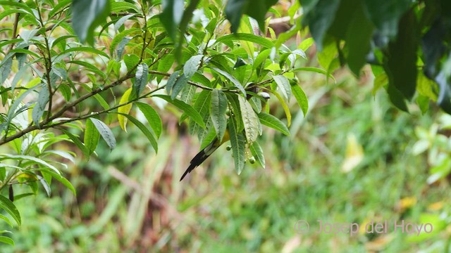 Long-tailed Silky-flycatcher - ML546053641