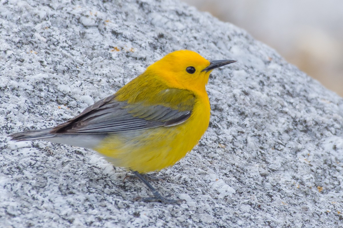 Prothonotary Warbler - ML54605661