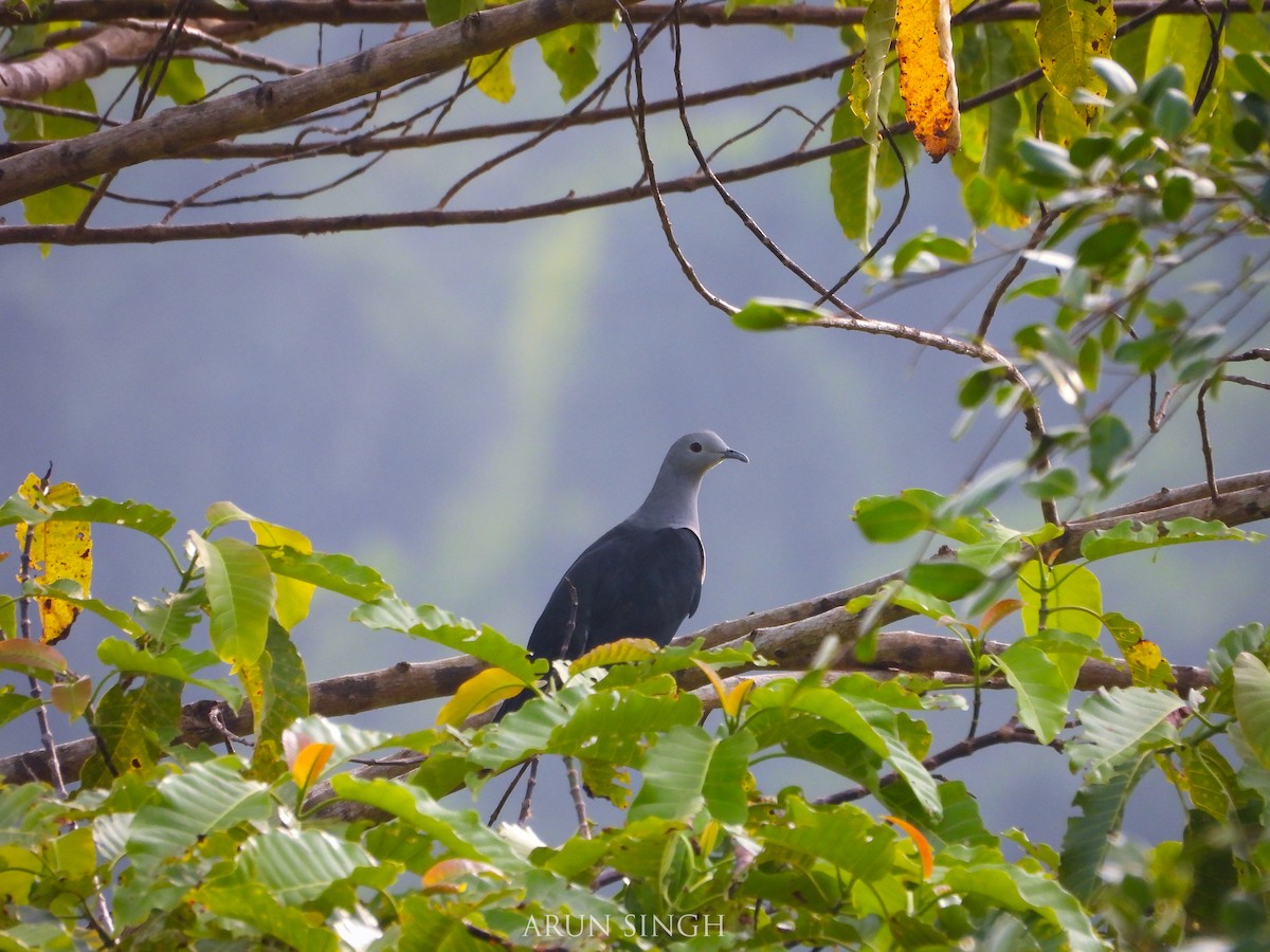 Nicobar Imperial-Pigeon - Arun Singh: Andaman Bird Tour