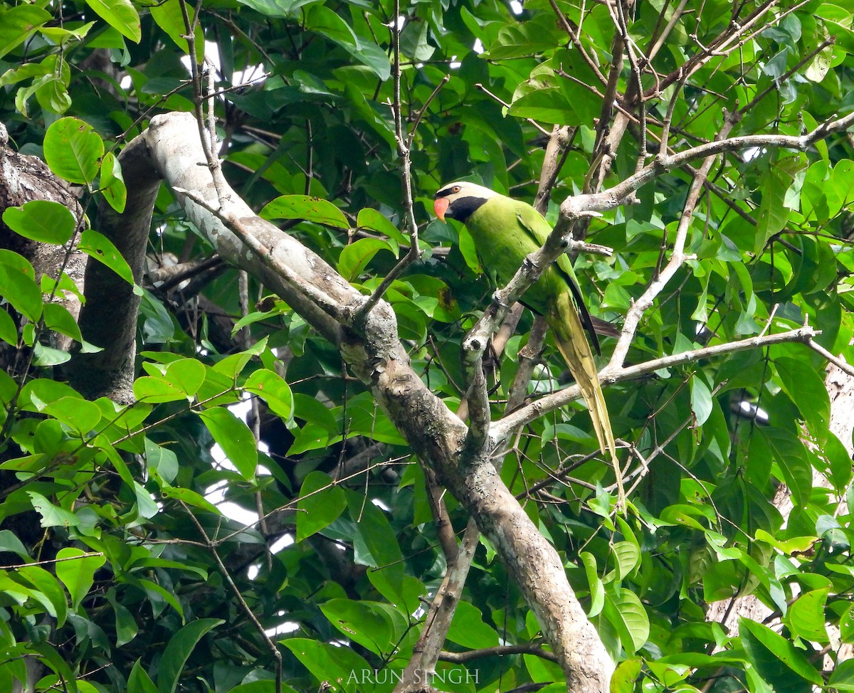 Nikobar Yeşil Papağanı - ML546058451