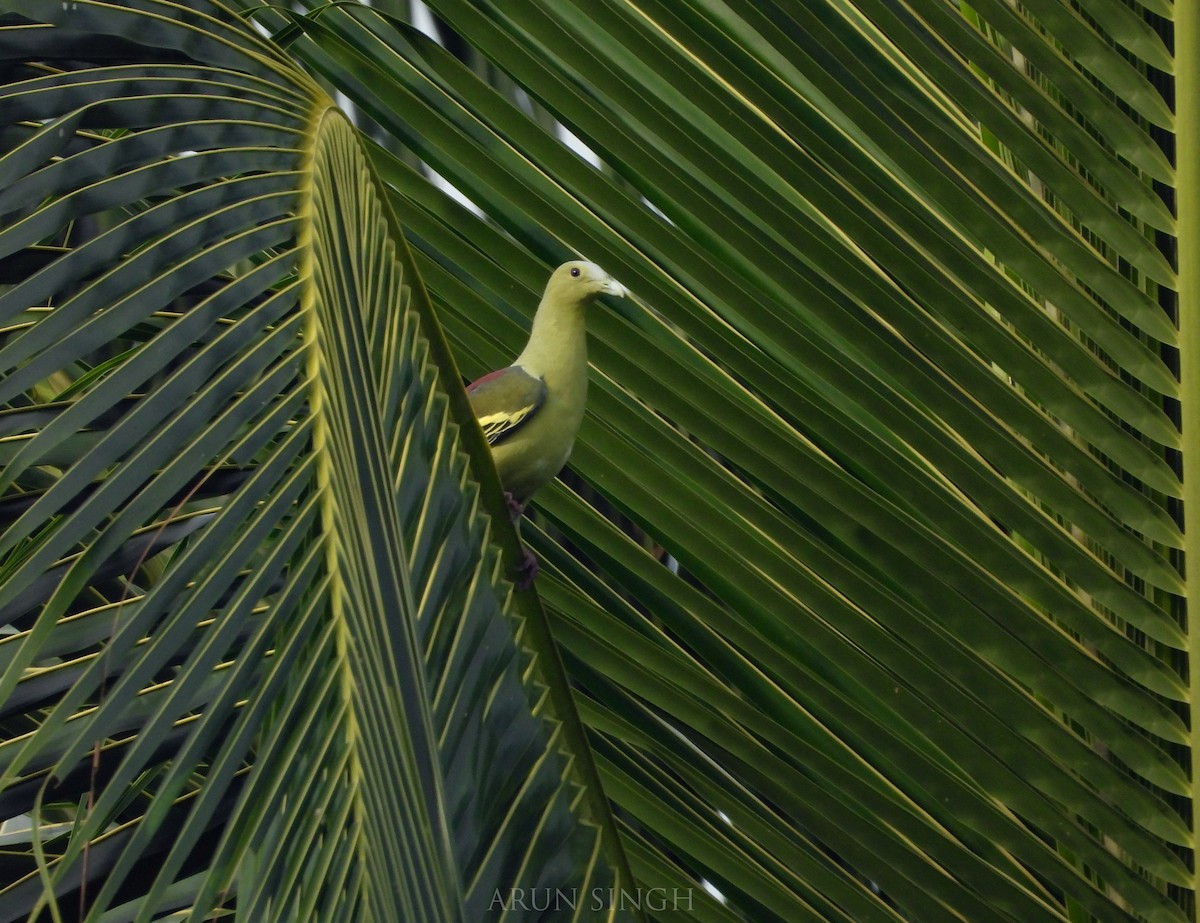 Андаманский зеленый голубь - ML546058801