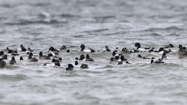 Greater Scaup - ML546062401
