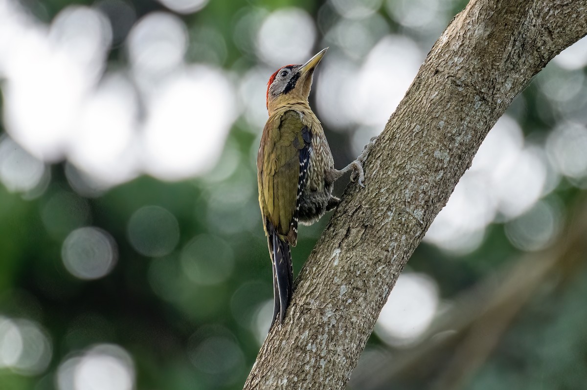 Laced Woodpecker - Yifei Zheng