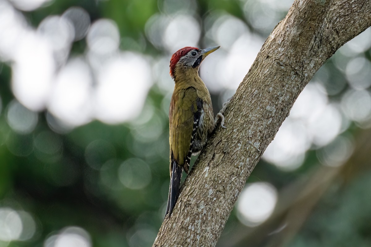 Laced Woodpecker - ML546062901