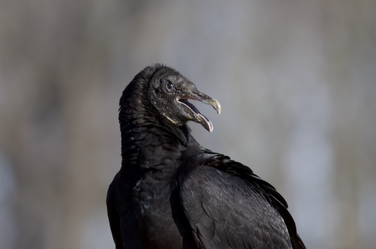 Black Vulture - ML546063431
