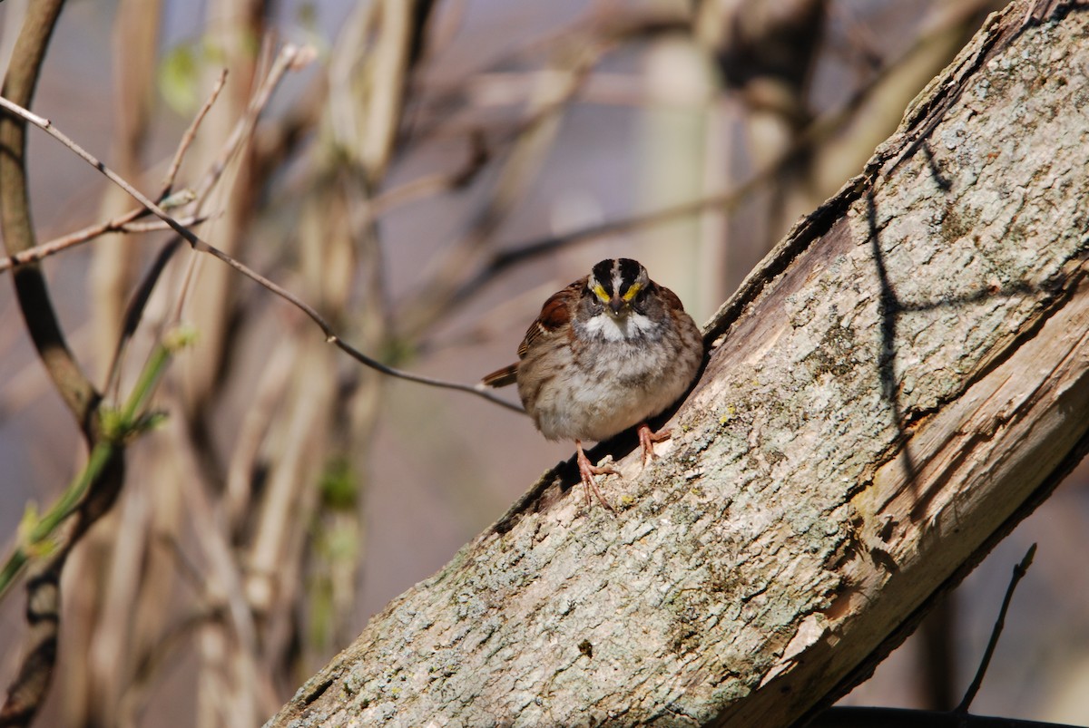 White-throated Sparrow - ML546063601