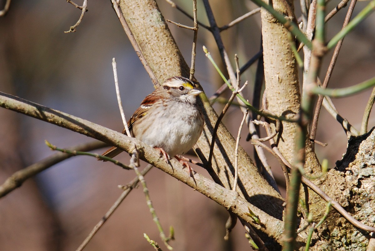 White-throated Sparrow - ML546063651