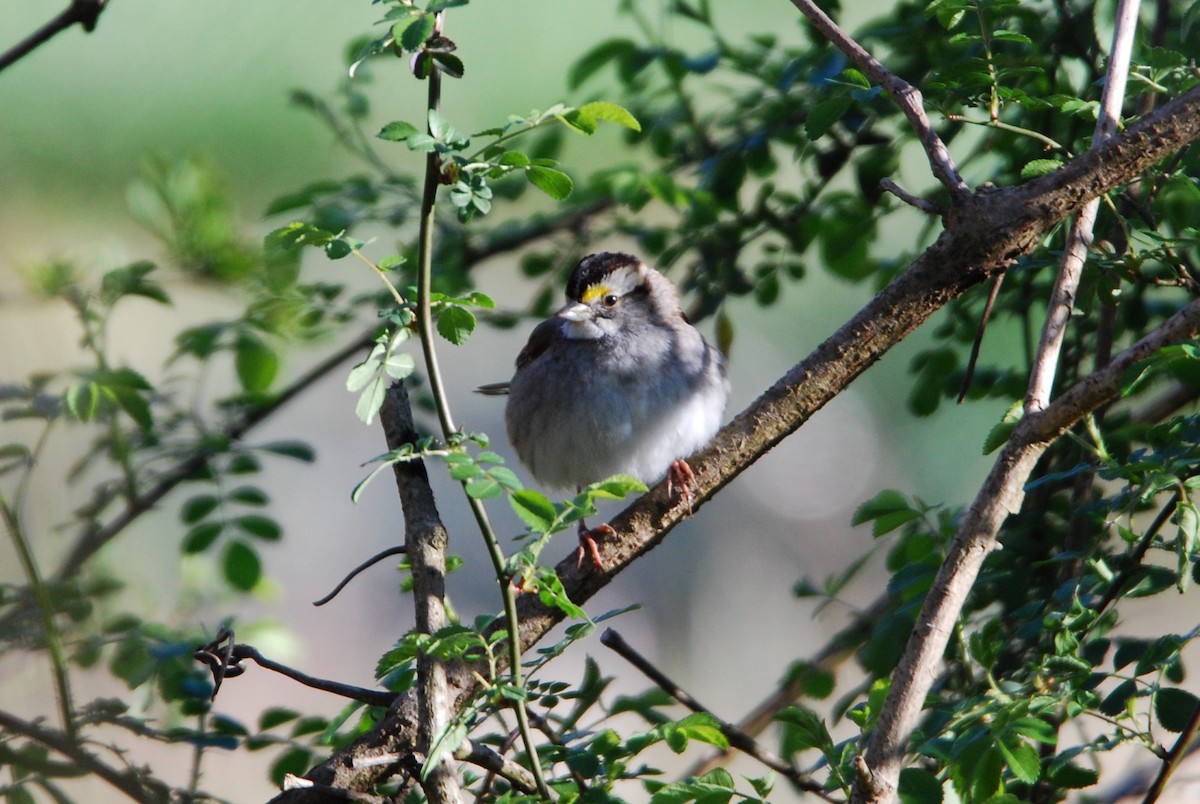 White-throated Sparrow - ML546063701