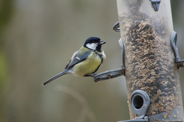 Feeding on birdseed at a feeder. - Great Tit - 