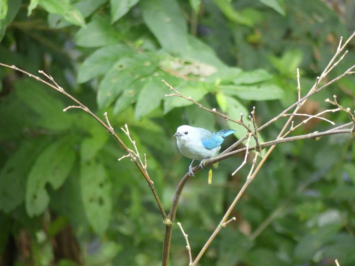 Blue-gray Tanager - ML546068581