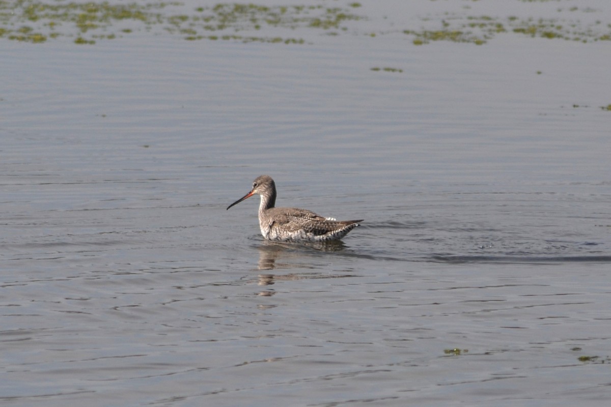 Spotted Redshank - ML546077381