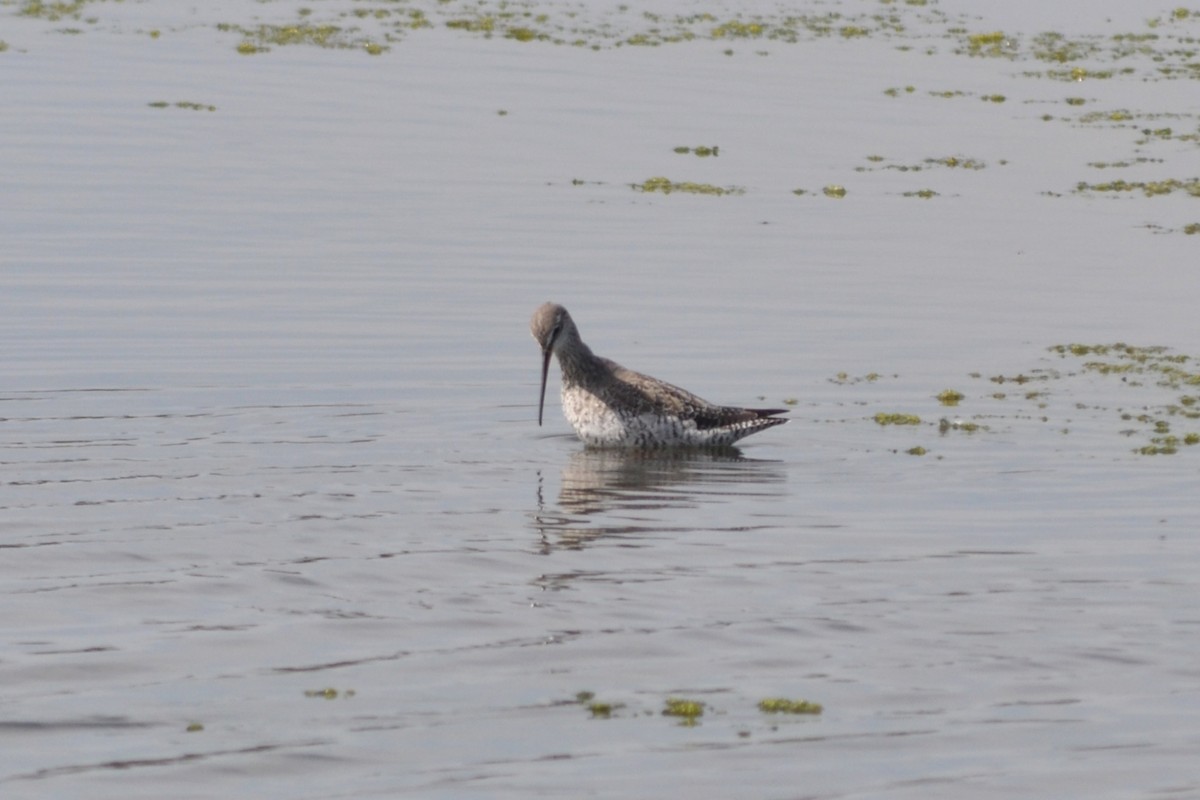 Spotted Redshank - ML546077451