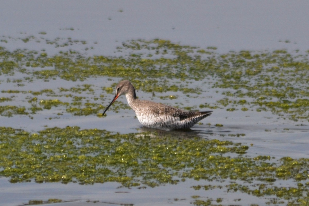 Spotted Redshank - ML546077501