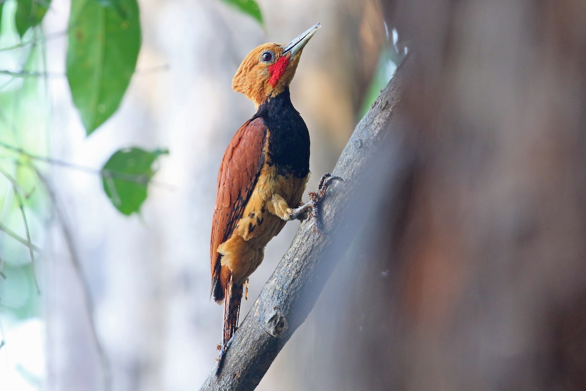 Ringed Woodpecker - ML546078121