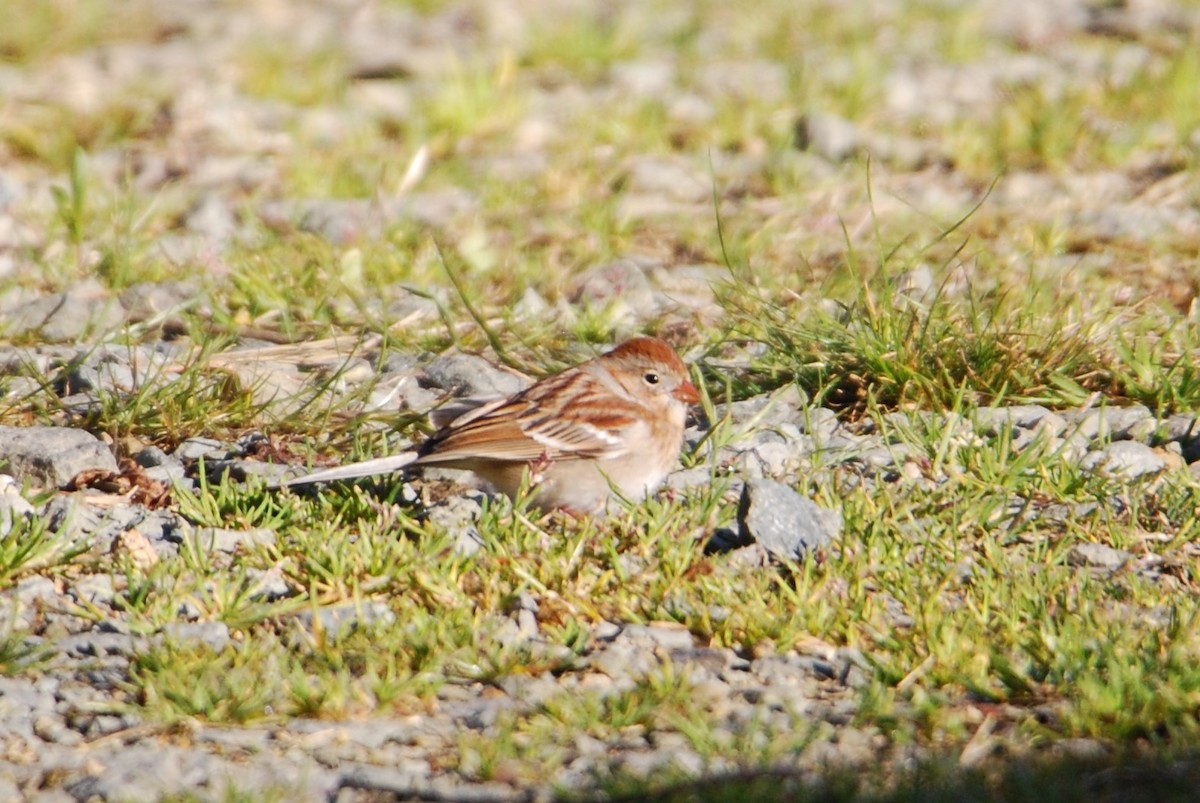 Field Sparrow - ML546078221