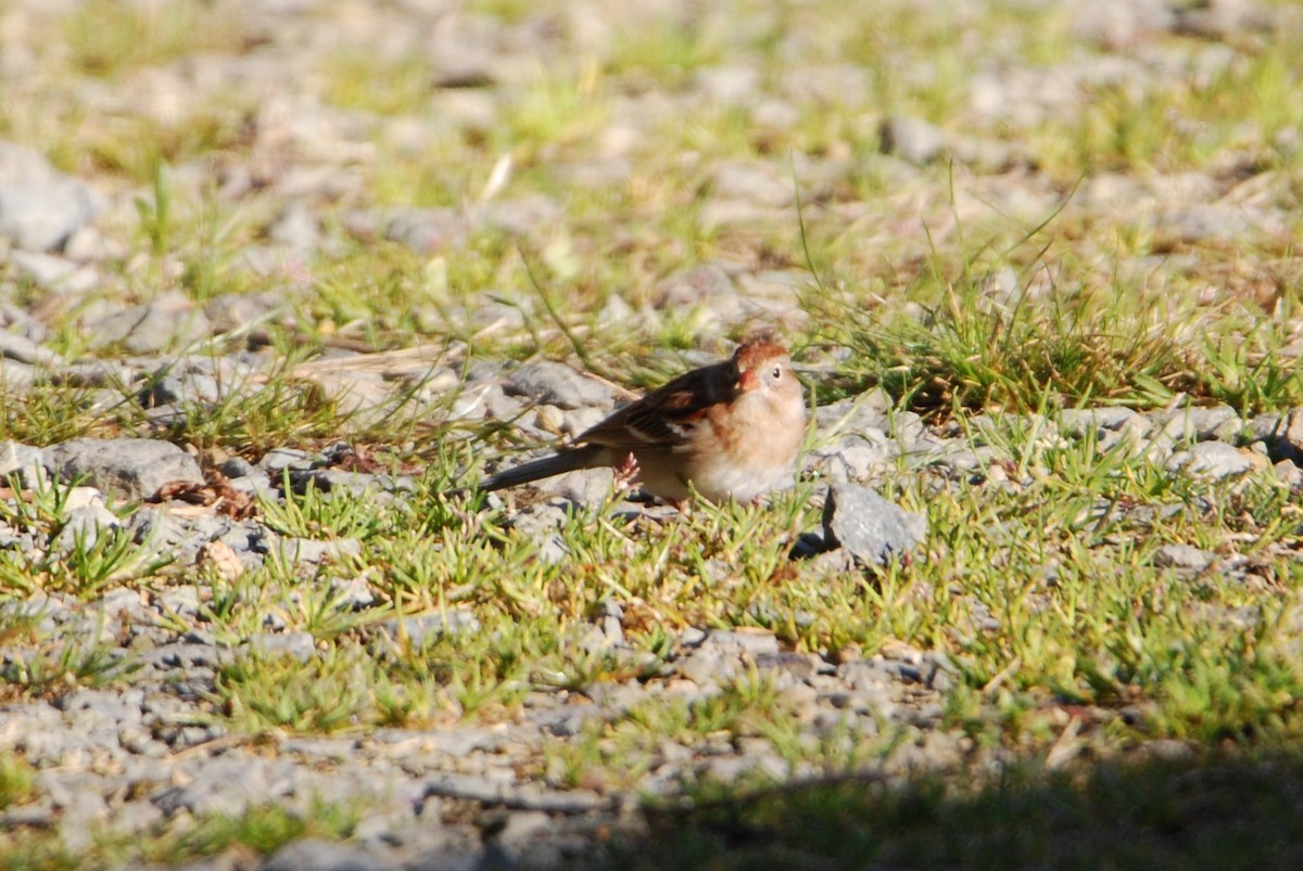 Field Sparrow - ML546078581