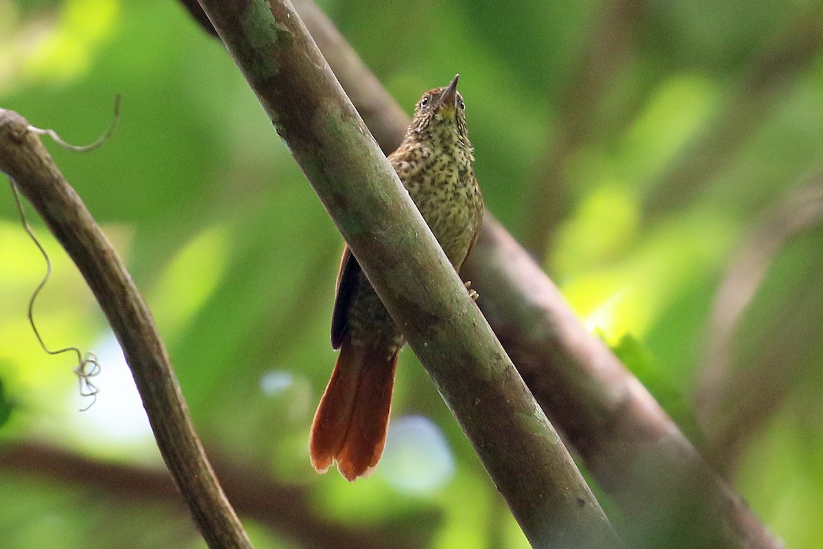 Speckled Spinetail - ML546079011