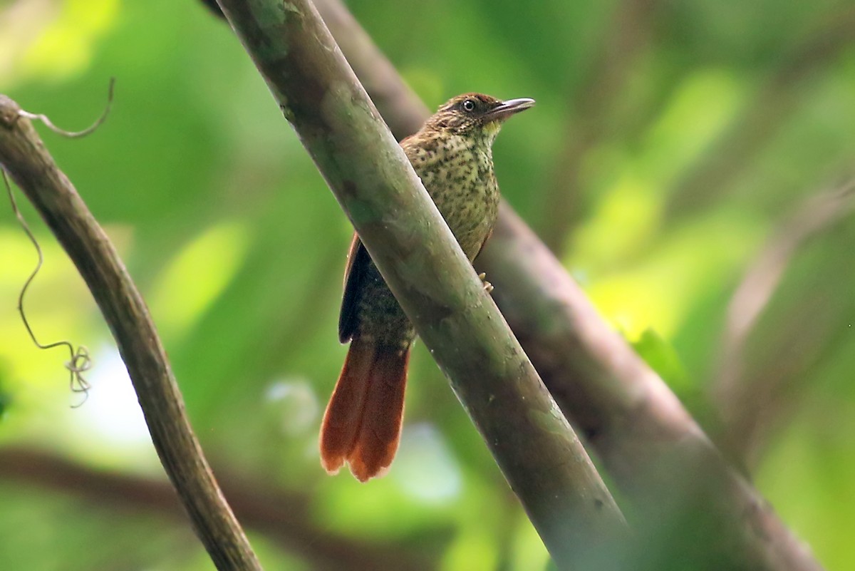 Speckled Spinetail - ML546079041