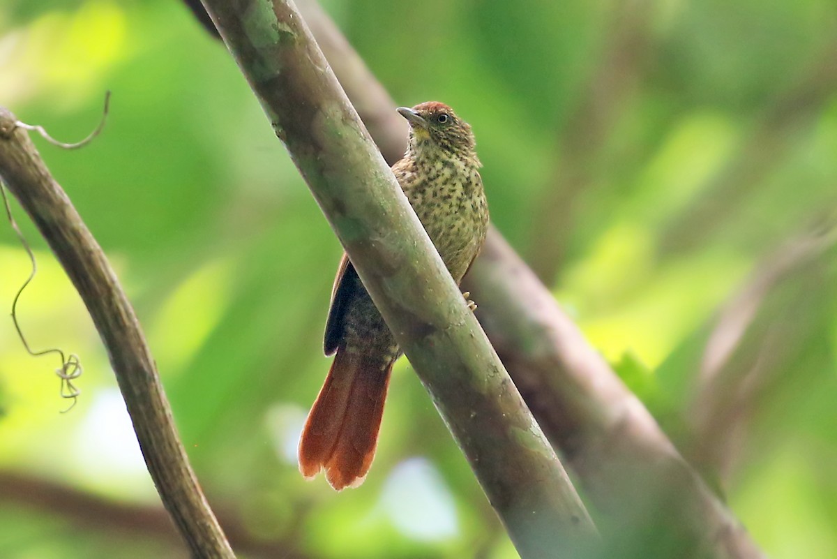 Speckled Spinetail - ML546079051