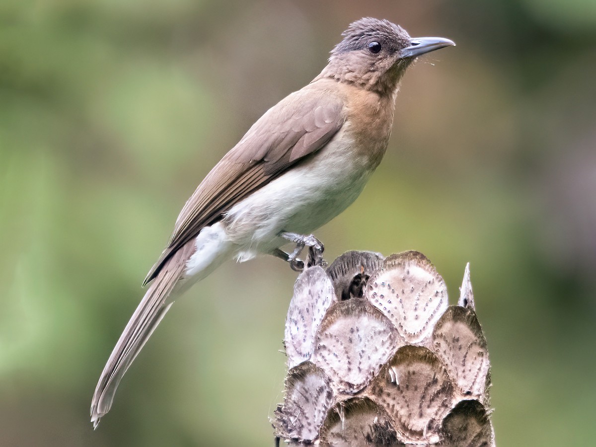 Zamboanga Bulbul - Hypsipetes rufigularis - Birds of the World