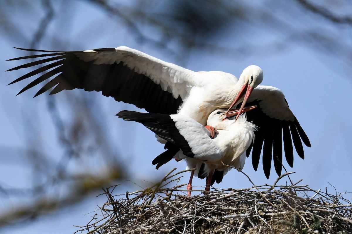 White Stork - Maryse Neukomm