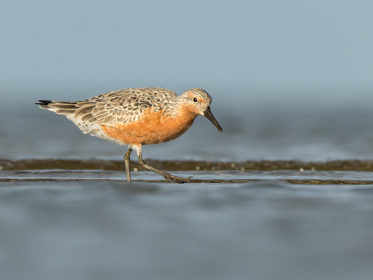 Red Knot - ML546086471