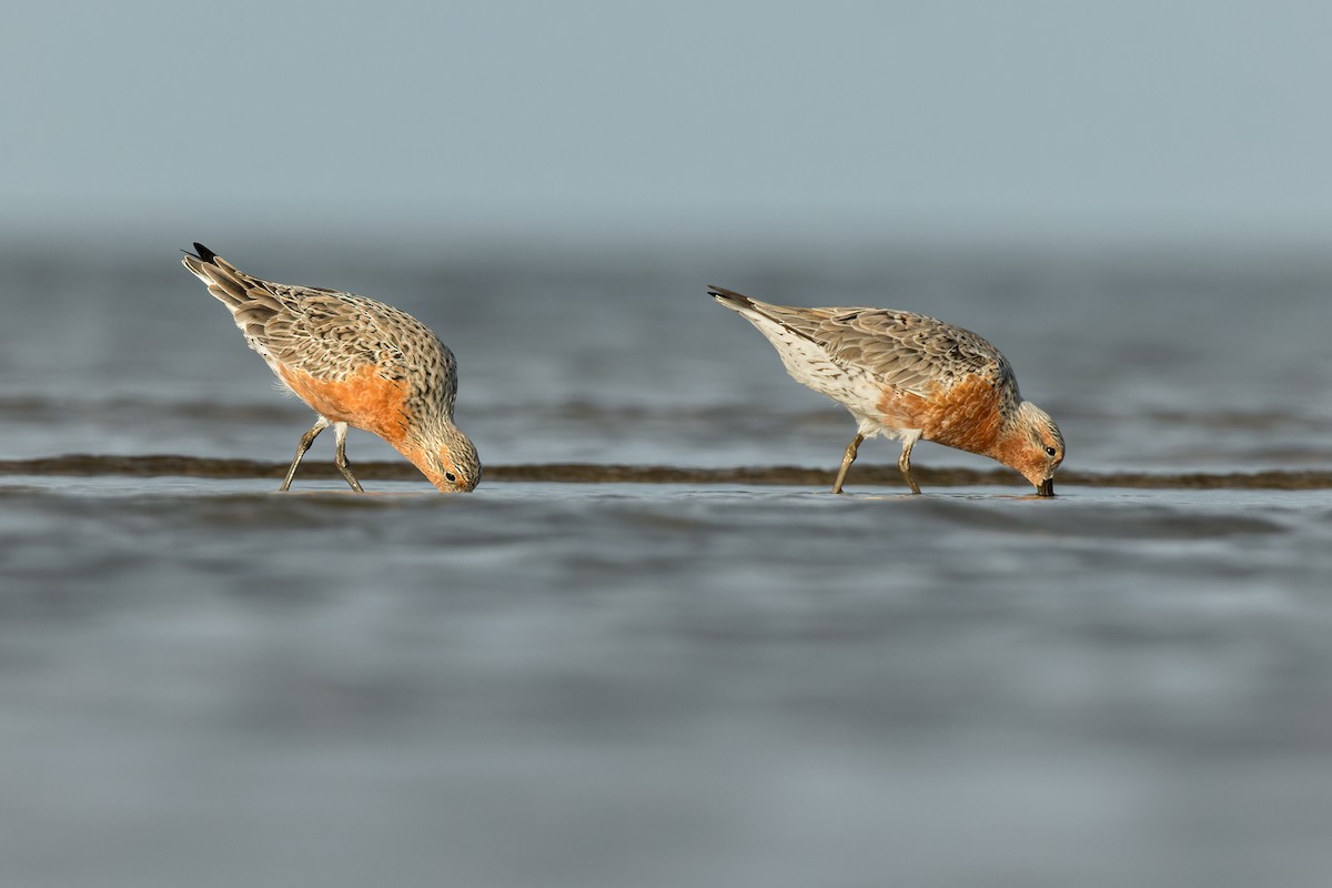 Red Knot - ML546086601
