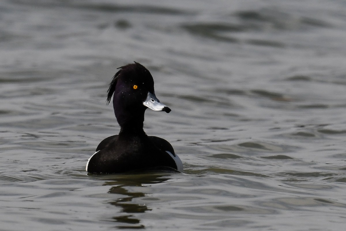 Tufted Duck - ML546086861