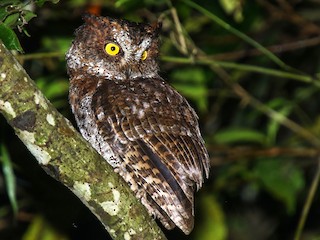  - Luzon Scops-Owl