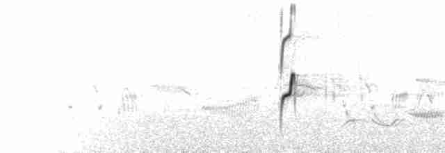  - Red-breasted Dotterel (Northern)