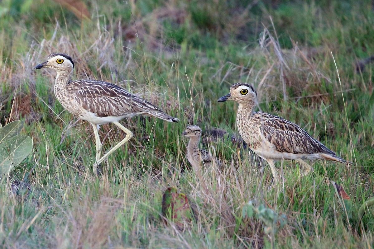 Double-striped Thick-knee - Phillip Edwards