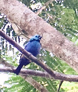 Seven-colored Tanager - ML546089761