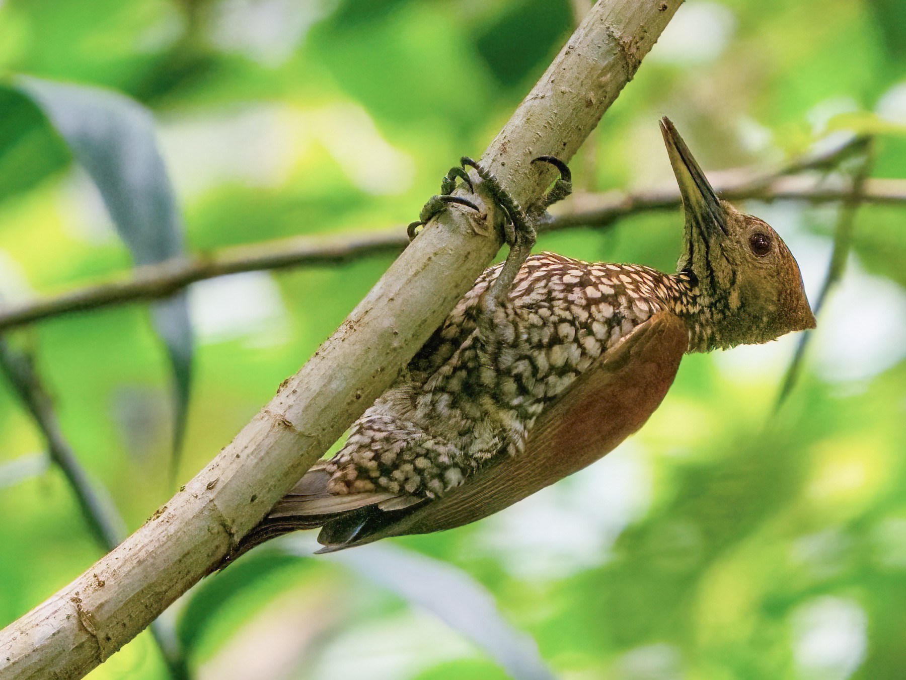 Buff-spotted Flameback - Kevin Pearce