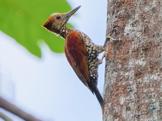  - Buff-spotted Flameback