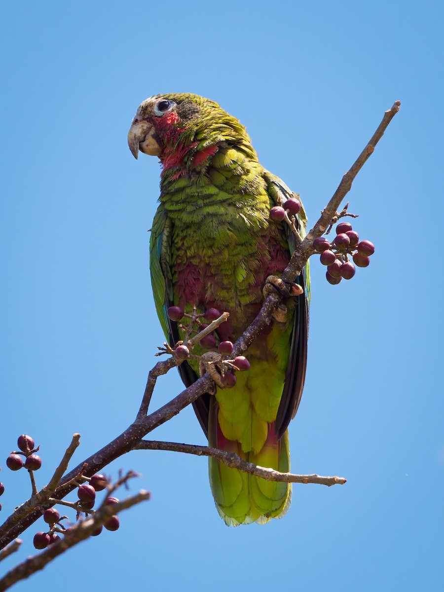Cuban Parrot (Cayman Is.) - Michele Kelly