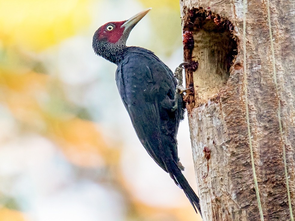 Northern Sooty-Woodpecker - Djop Tabaranza