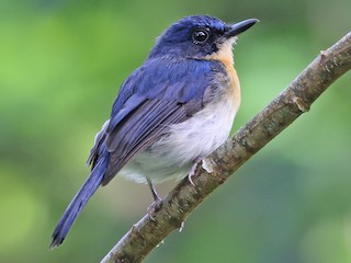 ラムゼイヒメアオヒタキ - eBird