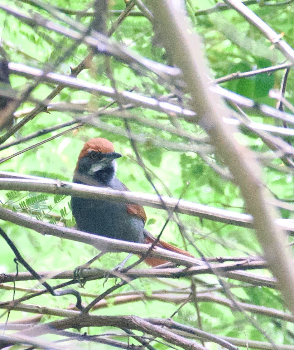 Pinto's Spinetail - ML546095411