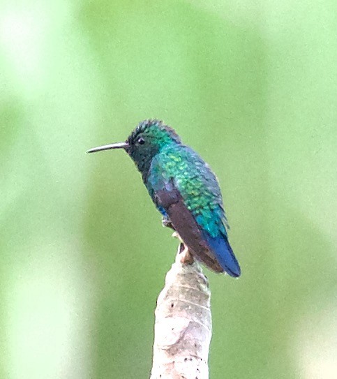 kolibřík modrobradý - ML546097241
